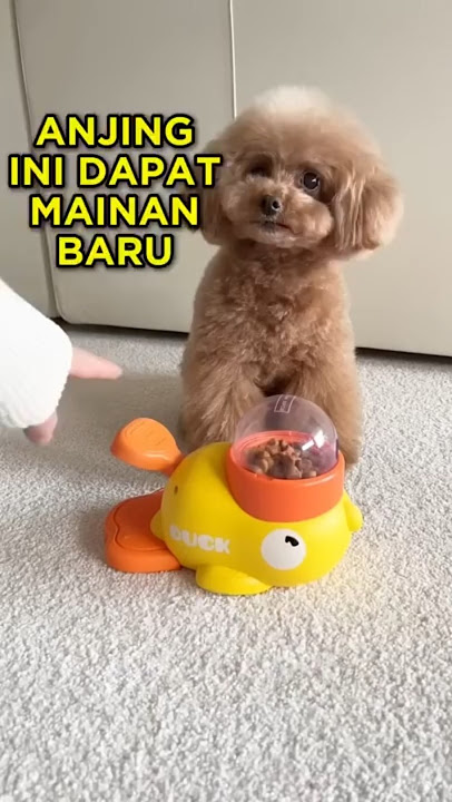 This Dog Got a New Toy πΆπ #shorts #cutedog #dog