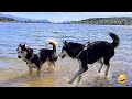 ¡Les encanta el agua! 🤣 Max se baña jugando en el pantano con la cachorro Bombón