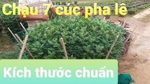 Chậu 7 cúc pha lê chiều ngang cao là 1m30x1m25