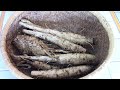 burdock root and how to prepare