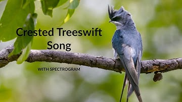 Crested Treeswift Call with Spectrogram | Bird Song 83