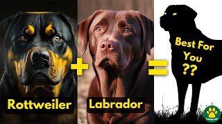 Rottweiler X Labrador Retriever Perfect Mix Breed Dog??