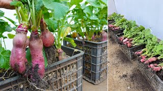 Do you like to eat red radish? Try this method to grow radishes at home. Tubers large and very sweet
