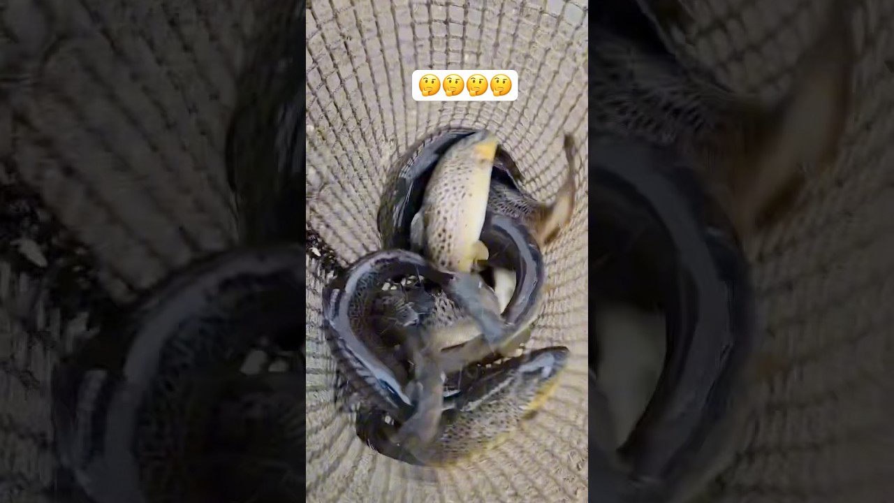 Wie viele Bachforellen sind im Fischernetz? genug Fisch für 30 Fischer 😱💪🤔 