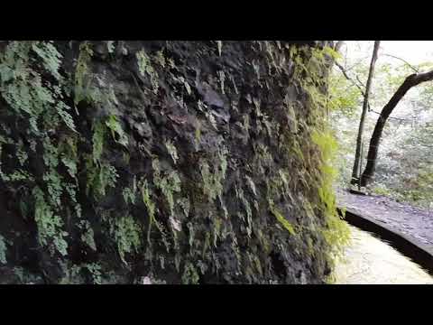 Die Farn-Wand Auf dem Levada da Ribeira da Janela