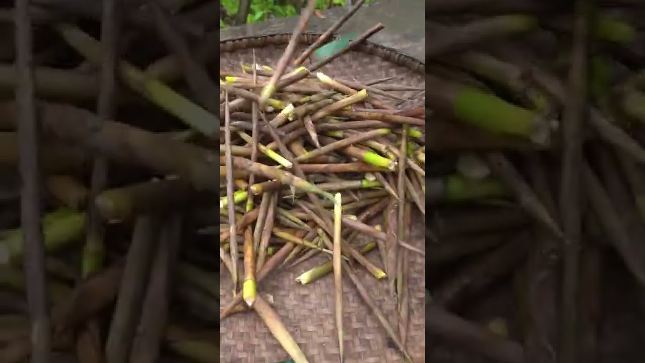 How to cook bamboo growing with fried Three layers of pork 