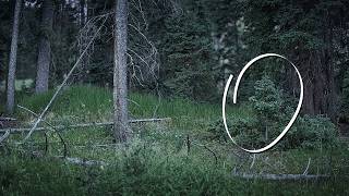 This Hidden Clearing Has a Secret… Something Drew Them Here