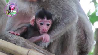 Dear newborn wildlife, poorest newly baby Roso is very soft | DW screenshot 2