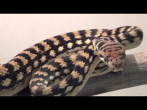 Morelia amethistina "barneck"