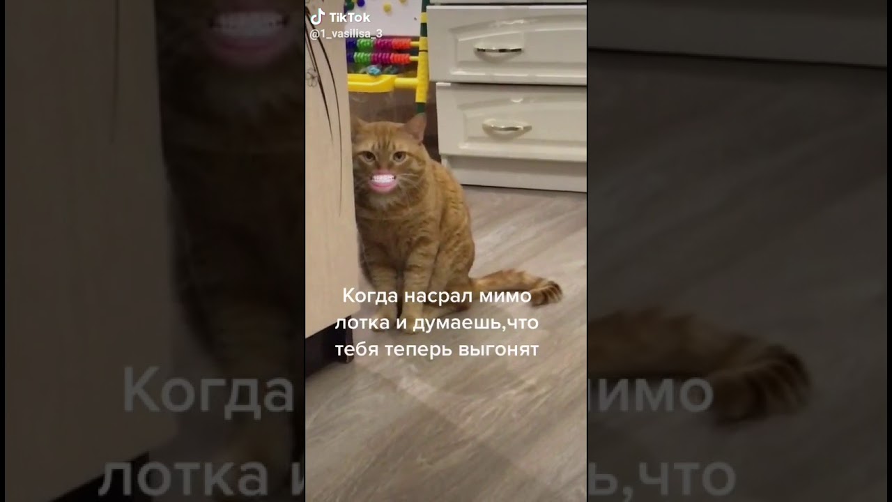 Кот в туалете. Кошачий лоток с какашками. Кот опрокинул лоток. Кот мимо лотка. Кошка накакала рядом с лотком.