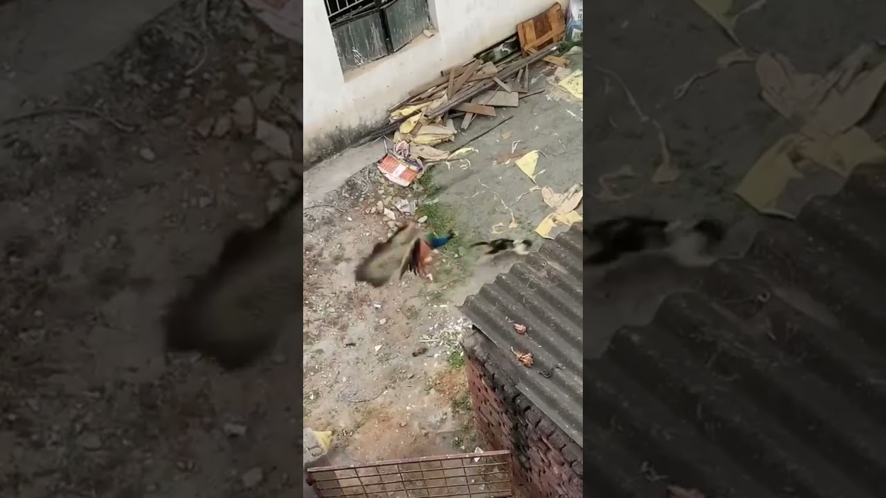 peacock vs cat / full video available in my channel please like and subscribe 