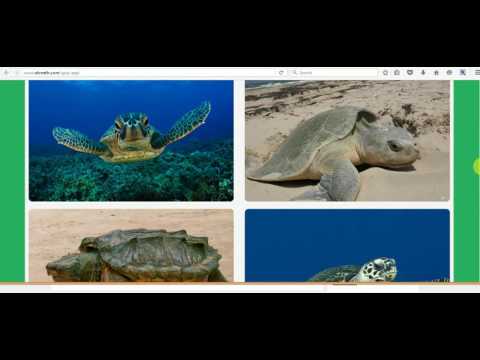 Turtle Quiz Application