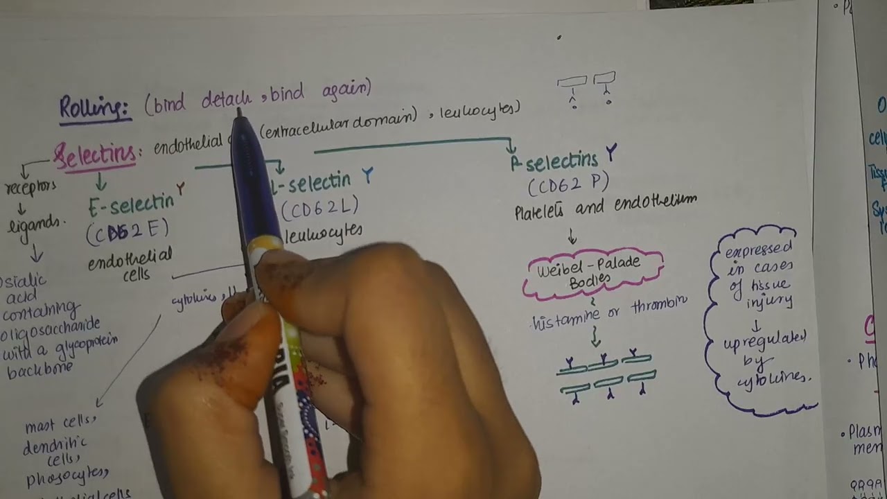 Патология Роббинса: привлечение лейкоцитов/адгезия лейкоцитов к эндотелию (селектин, интегрин)