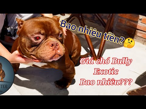 Video Giá Chó Bully Exotic tại trại Bully Hunter | 0976224853 - youtube