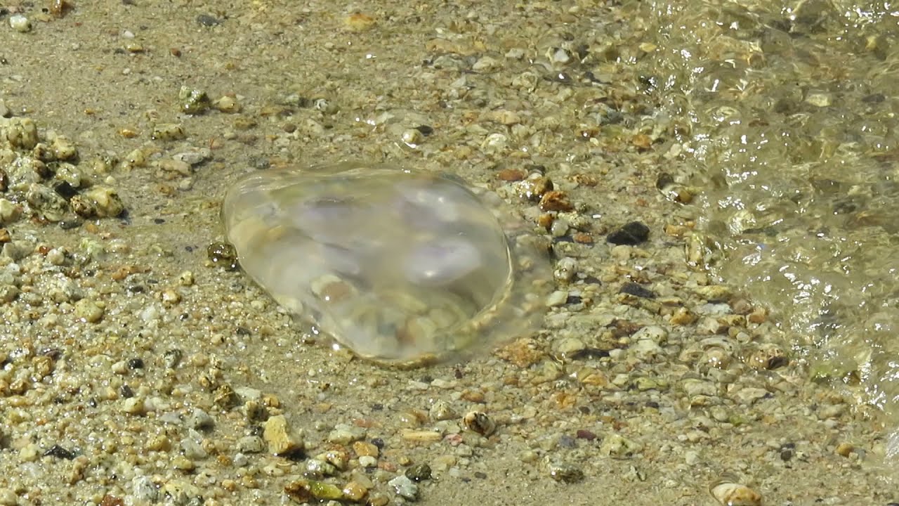 Jellyfish on Heart's Desire Beach Tomales Bay State Park, Inverness