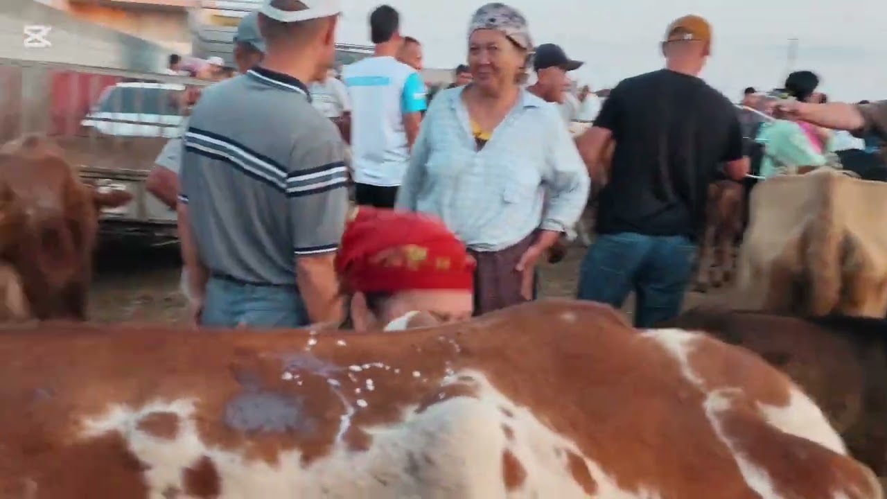 9 АВГУСТ 2025 ЖЫЛ НОКИС РАЙОН МАЛ БАЗАР БАХАЛАРЫ