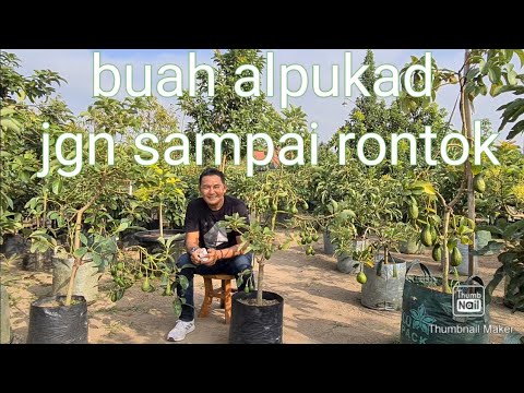 NYATA,,,!!!! DENGAN CARA INI BUAH ALPUKAT TIDAK RONTOK