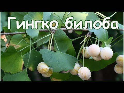 Video: Ginkgo Biloba - Dekorativ Və Dərman Bitkisi