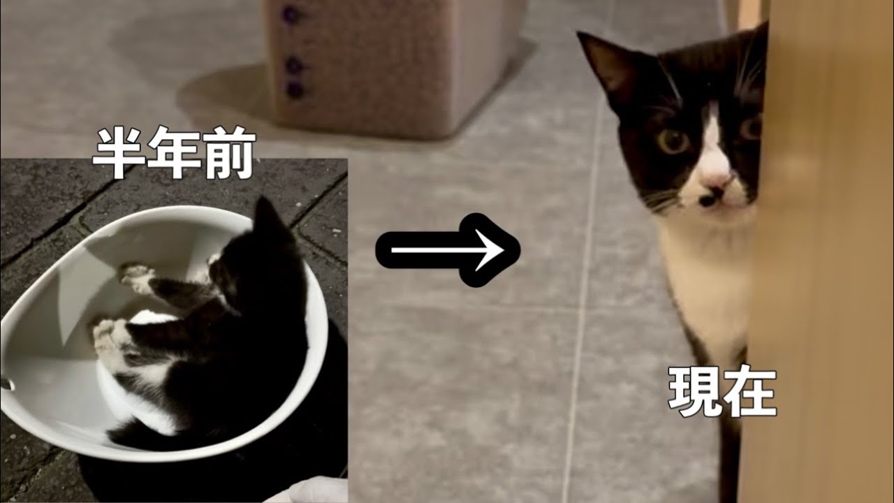 キャサリンコテージ 猫 コメント返信不可値下げ交渉はブロックします。ごめんなさい 奇跡】道に倒れていた猫が回復するまで Left to Die on the Street