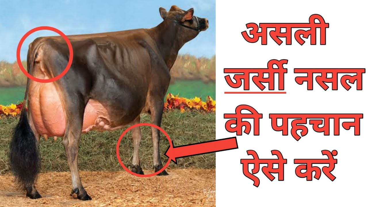 How to identify pure jersey breed । असली जर्सी नसल की गाय की पहचान कैसे करें? VEER DAIRY FARM ।
