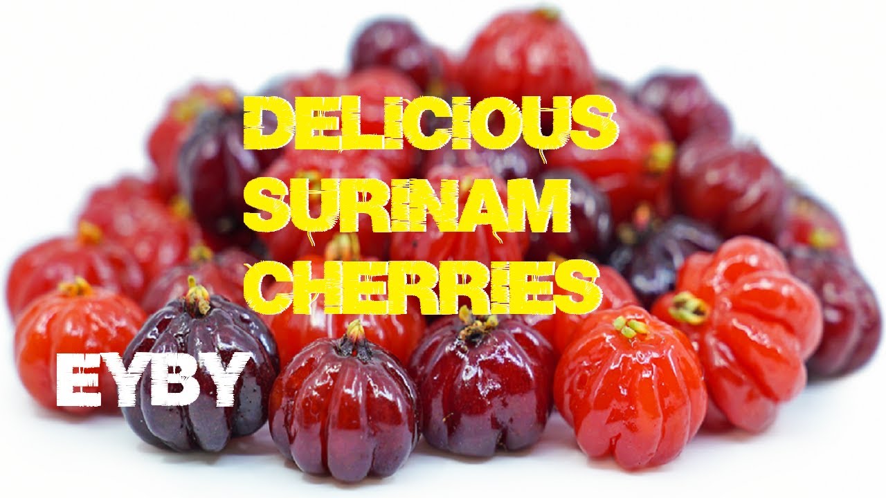 Growing Surinam Cherries, What to Expect Harvest Video and Back Yard Permaculture Food Forest