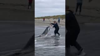 Beach Cam: Seal Steals 40lb Salmon — Drags Fisherman Surf Skiing