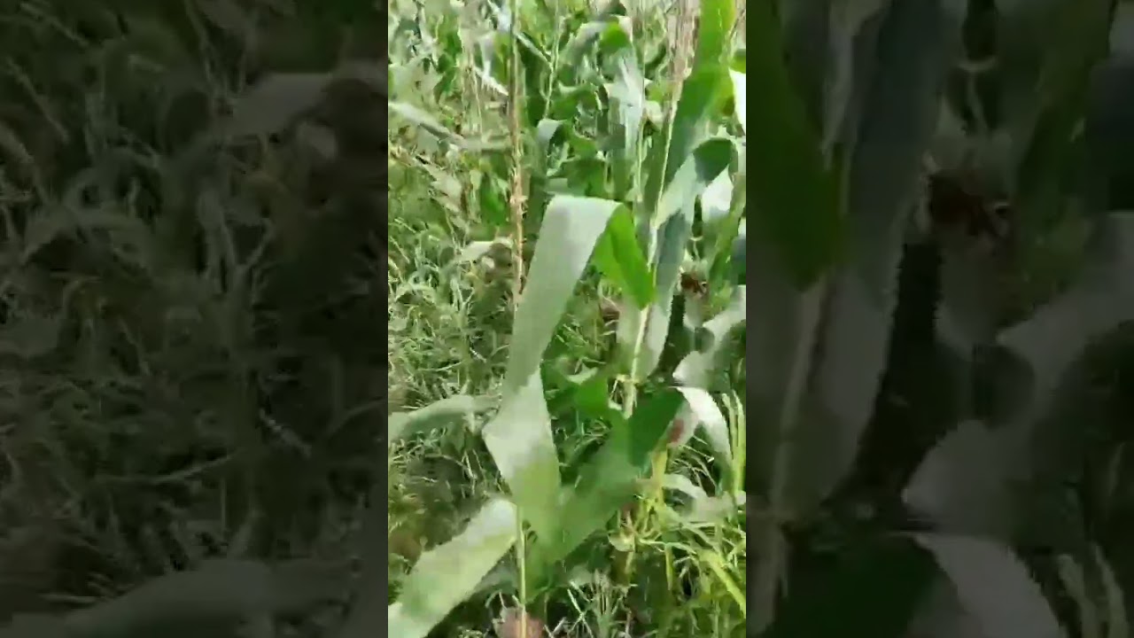 "The plants will fade but the word of God stands forever"