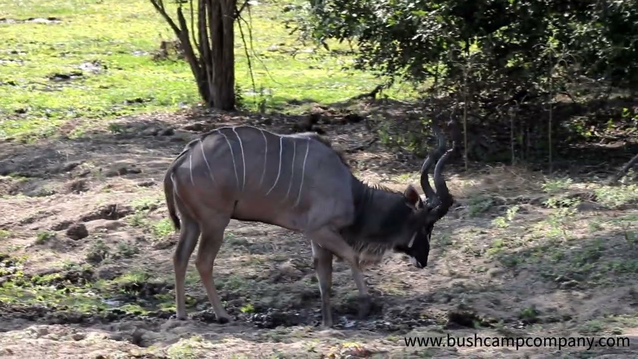 Male Kudu