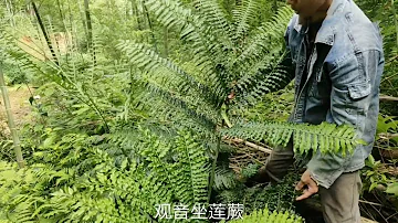 水溝邊發現了大型蕨類植物 觀音坐蓮蕨 可以製作盆景 也是一種藥材 