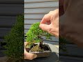 小品盆栽真柏の手入れ