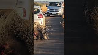Download Lagu Porcupine With No Face Runs for it as Male Leopard is Distracted by Female MP3 Download Lagu Porcupine With No Face Runs for it as Male Leopard is Distracted by Female MP3