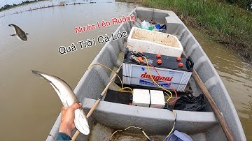 Xiệt Cá Trên Ruộng Mùa Nước Lũ Quá Trời Cá Lóc Đồng | Kích Cá Miền Tây | Catch Fish