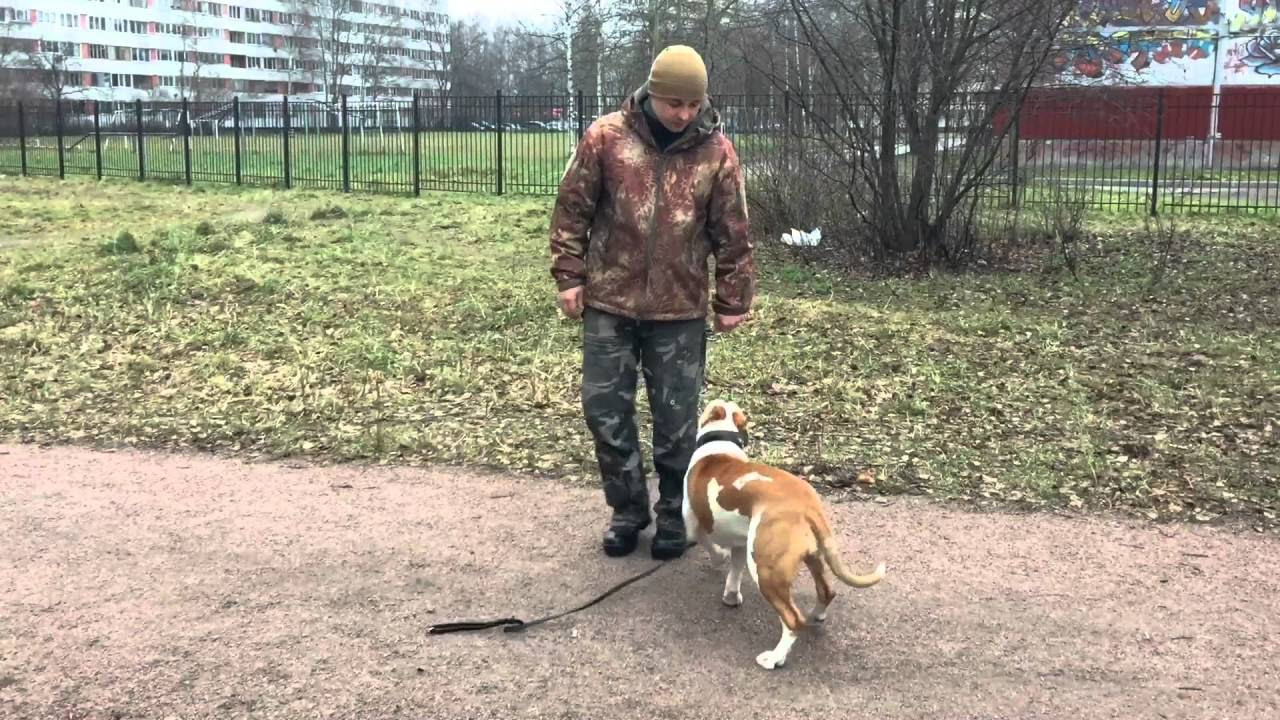 воспитание стаффордширского терьера