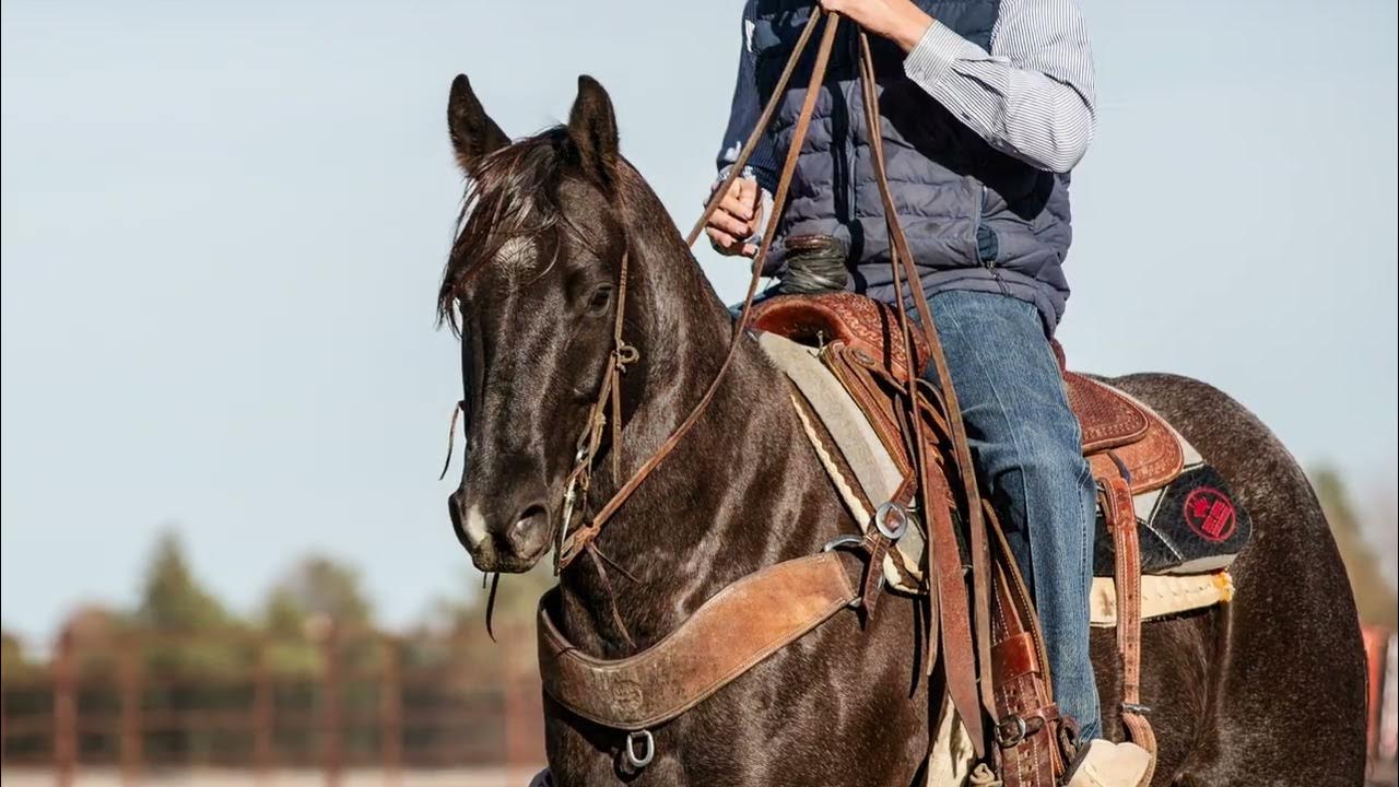 SOLD!!!! Driftin Blue Otoe 2017 Gelding. Head/Heel/Ranch. Will fit ALL