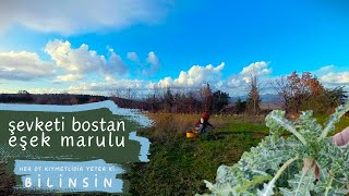 ŞEVKETİ BOSTAN VE EŞEK MARULU / Yenen Yabani Otlar / Scolymus hispanicus L. ve Sonchus Oleraceus L.