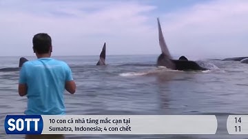 Tóm tắt Biến đổi Trái Đất của SOTT - 11/2017: Thời tiết Cực đoan, Cầu lửa từ Thiên thạch