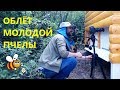 Облет молодой пчелы. Удивительный мир пчёл.