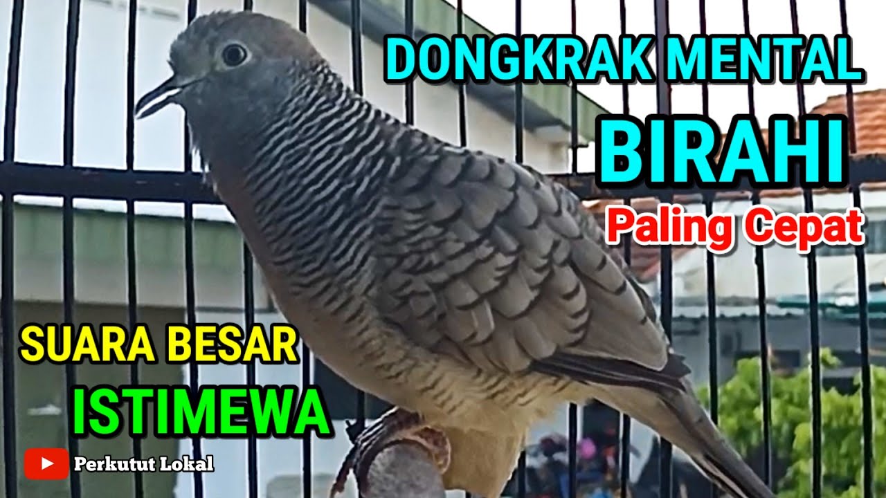 Perkutut Lokal Gacor Suara Besar Pancingan Perkutut Paling Ampuh Agar Cepat Bunyi #perkututlokal