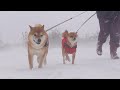 柴犬ハチ、猛吹雪にドン引きしてしまう瞬間がこちら。