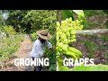 LETS GROW SOME GRAPES/ TRAINING THE GRAPEVINE