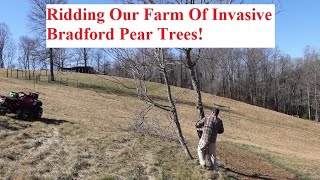 Ridding Our Farm of Invasive Bradford Pear Trees! by 8th Day Chronicles 282 views 3 months ago 13 minutes, 33 seconds