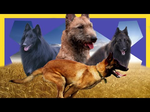 Vídeo: Raça De Cães Pastores Belgas Hipoalergênica, Saúde E Expectativa De Vida