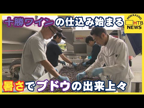 今年の暑さの影響でブドウは上出来…十勝ワインの醸造はじまる　北海道池田町