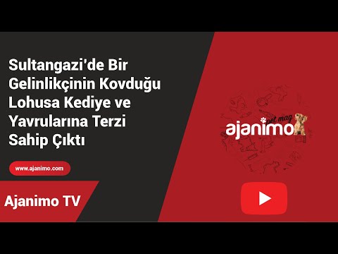 Sultangazi'de Bir Gelinlikçinin Kovduğu Lohusa Kediye ve Yavrularına Terzi Sahip Çıktı.