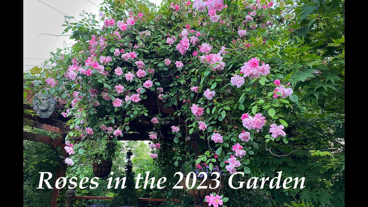 Roses in the 2023 Garden - David Austin & Old Garden Roses