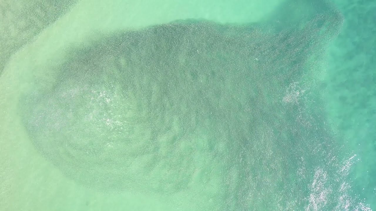 Mullet Run!! Fort Lauderdale Miami Tarpon Fishing | Fly and Fish Tv