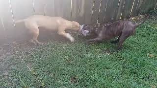 Pitbulls Charlotte And Die Tug Of War