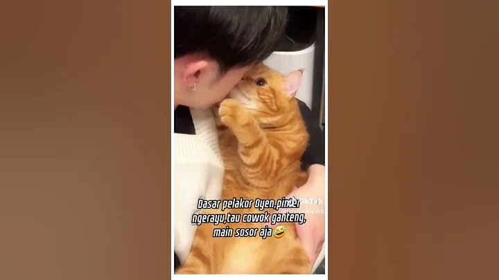 Video 5572601: kitten funny catlover kucing, cat funny kitten kucing, cat kucing kitty, cat lovers kucing