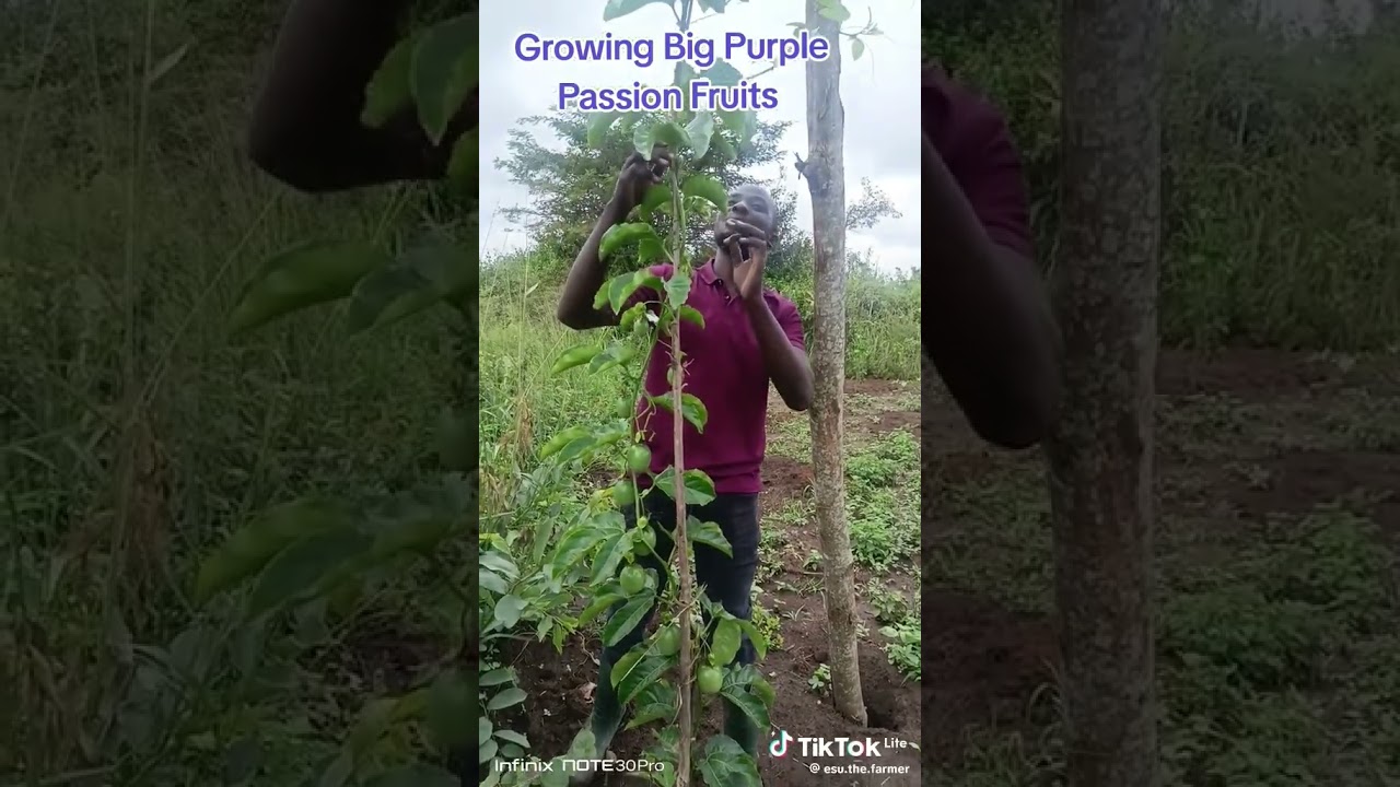 semences précoces de fruit de la passion disponible 