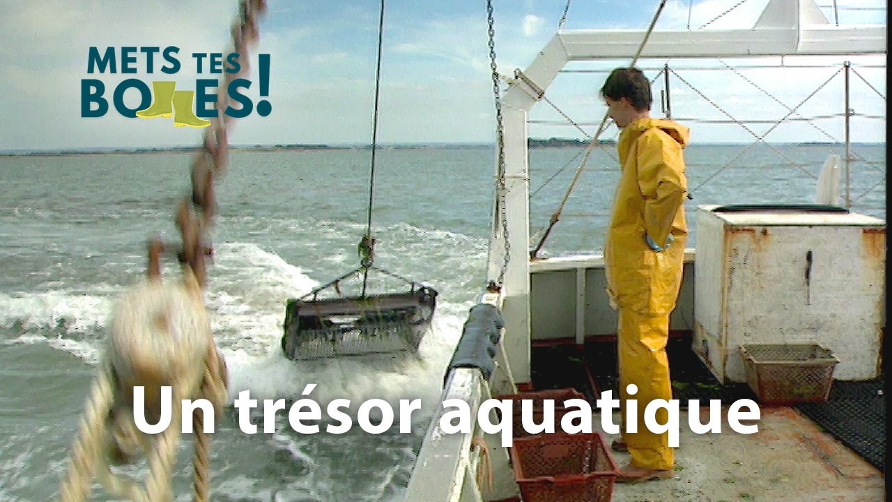 La pêche à la palourde, un savoir-faire breton